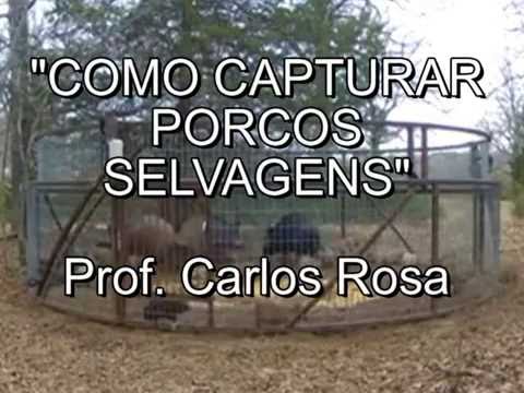 Porcos Selvanensgs