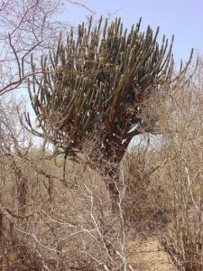 Caatinga 2