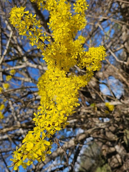 Prima 1 1 É PRIMAVERA NO HEMISFÉRIO SUL – É PRIMAVERA NO SERTÃO! Prima 1 1