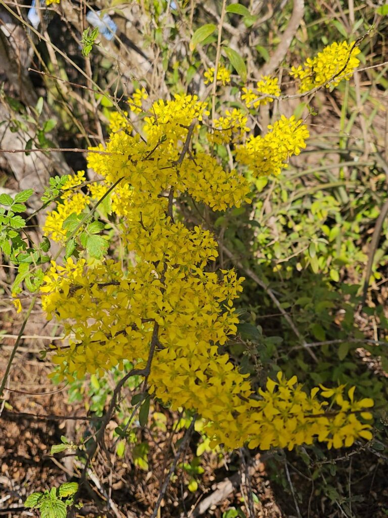 Prima 2 É PRIMAVERA NO HEMISFÉRIO SUL – É PRIMAVERA NO SERTÃO! Prima 2