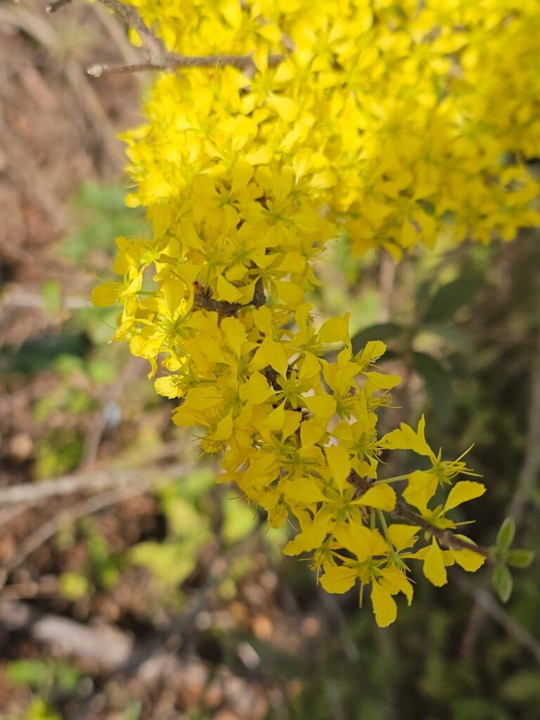 Prima 3 É PRIMAVERA NO HEMISFÉRIO SUL – É PRIMAVERA NO SERTÃO! Prima 3