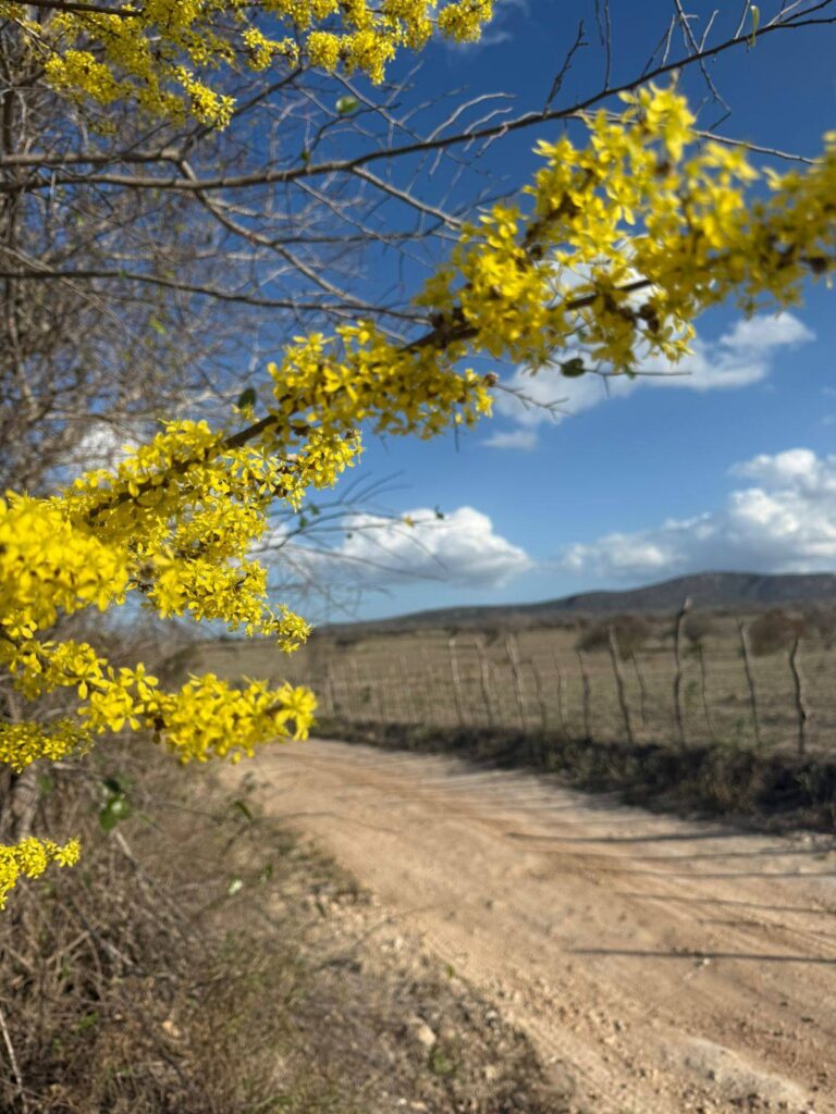 Prima 4 É PRIMAVERA NO HEMISFÉRIO SUL – É PRIMAVERA NO SERTÃO! Prima 4
