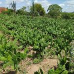 Agricultores de Monte Santo recebem investimentos para fortalecer a ovinocaprinocultura