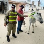 Projeto "Pista Não é Pasto" é aplicado em Cansanção
