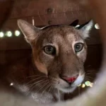 Resgatada em Maringá, onça-parda retorna à natureza após avaliação veterinária Foto: UniFil/BPMamb