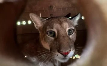 Resgatada em Maringá, onça-parda retorna à natureza após avaliação veterinária Foto: UniFil/BPMamb